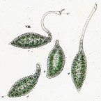 Trachelocerca viridis (=Lacrymaria olor)