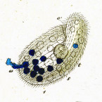 Paramecium kolpoda (=Colpidium colpoda)