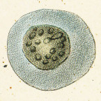 Uroleptus hospes (=Mucotrichidium hospes)