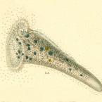 Stentor muelleri has a moniliform macronucleus, no pigmented cortical granules and no symbiotic algae (zoochlorellae)