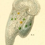Stentor coeruleus is a large, common species with blue-green cortical pigment granules.