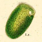 Stentor polymorphus