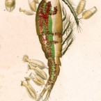 Cothurnia imberbis