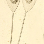 Cothurnia havniensis