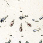 Trichoda pura (=Glaucoma mapasi Kahl 1926)