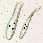 Leucophrys spathula (=Spathidium spathula)