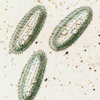 Holophrya coleps (=Plagiopogon coleps)