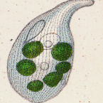 Trachelius vorax (=Trachelius ovum)