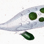 Trachelius vorax (=Trachelius ovum)