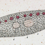 Trachelius meleagris (probably a pleurostome)
