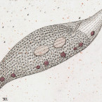 Trachelius meleagris (probably a pleurostome)is)