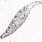 Trachelius meleagris (probably a pleurostome)