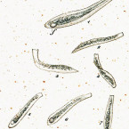 Trachelius lamella (=Litonotus lamella)