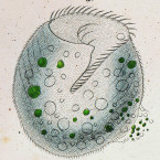 Bursaria vorticella (=Linostomella vorticella)