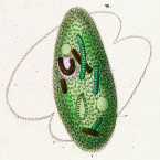 Bursaria vernalis (=Frontonia vernalis)