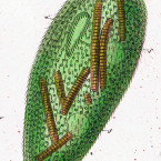 Bursaria vernalis (=Frontonia vernalis)