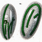 Bursaria leucas (=Frontonia leucas)