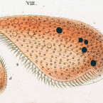 Bursaria lateritia (=Blepharisma lateritium)