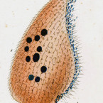 Bursaria lateritia (=Blepharisma lateritium)