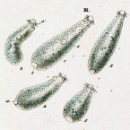 Phialina vermicularis
