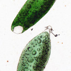 Phialina viridis