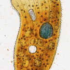 Chilodon aureus (=Obertrumia aurea)