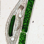 Chilodon cucullulus (=Trithigmostoma cucullulus)
