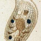 Chilodon cucullulus (=Trithigmostoma cucullulus)
