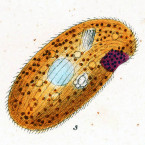 Chilodon ornatus (=Nassula ornata)