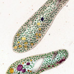 Nassula elegans (=Nassulopsis elegans