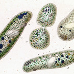 Nassula elegans (=Nassulopsis elegans)