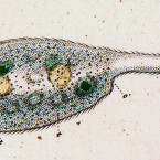 Amphileptus anser (=Pseudomonilicaryon anser)