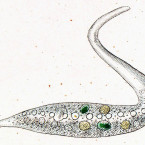 Amphileptus margaritifer (=Dileptus margaritifer)