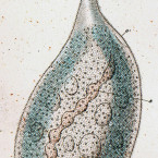 Amphileptus moniliger (=Paradileptus elephantinus)