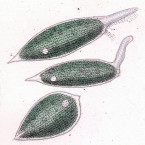Amphileptus viridis (=Dileptus viridis)