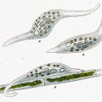 Amphileptus fasciola (=Litonotus fasciola)