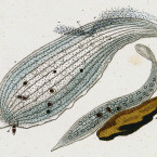 Amphileptus meleagris