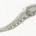 Amphileptus longicollis (unknown organism)