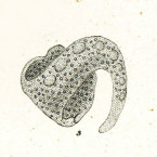 Amphileptus longicollis (unknown organism)