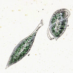 Trachelocerca viridis (=Lacrymaria olor)