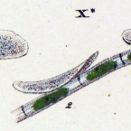 Paramecium sinaiticum (a questionable species)ince the 19th century)