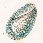 Paramecium ovatum (a questionable species)