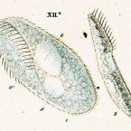 Paramecium compressum (=Plagiotoma lumbrici)
