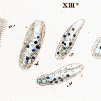 Paramecium milium (a questionable species)