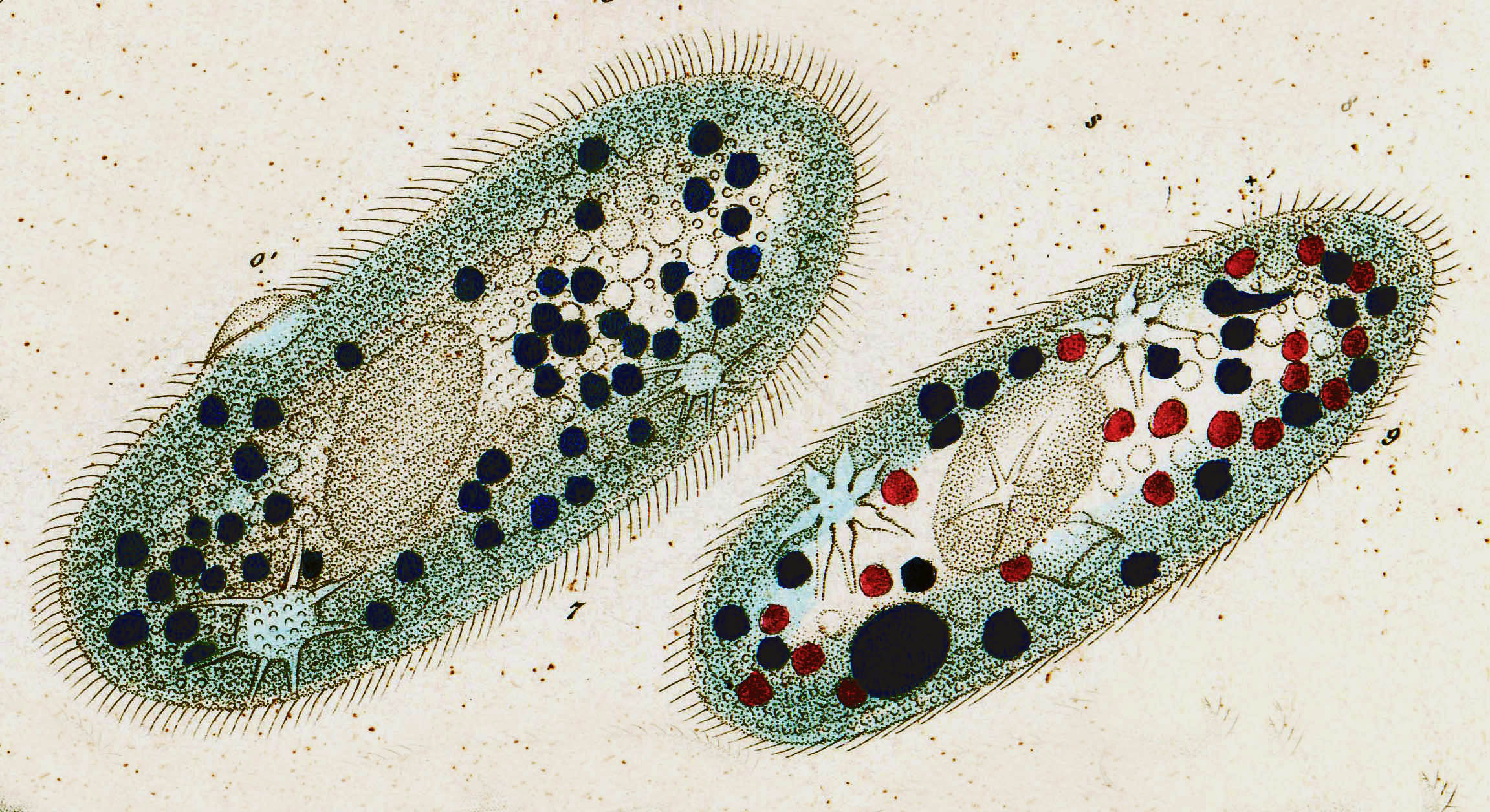 Самый простой одноклеточный организм. Инфузории Paramecium. Органоиды инфузория туфелька. Одноклеточные инфузория туфелька. Органоиды инфузории туфельки.