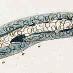 Paramecium aurelia (showing how Ehrenberg imagined the organism's multiple "stomachs" were arranged)