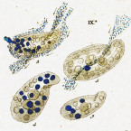 Paramecium kolpoda (=Colpidium colpoda)