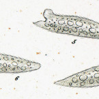 Uroleptis piscis
