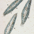Oxytricha pellionella (=Tachysoma pellionellum)