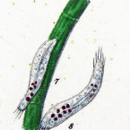 Oxytricha pellionella (=Tachysoma pellionellum)